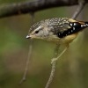 Pardalot teckovany - Pardalotus punctatus - Spotted Pardalote o5406